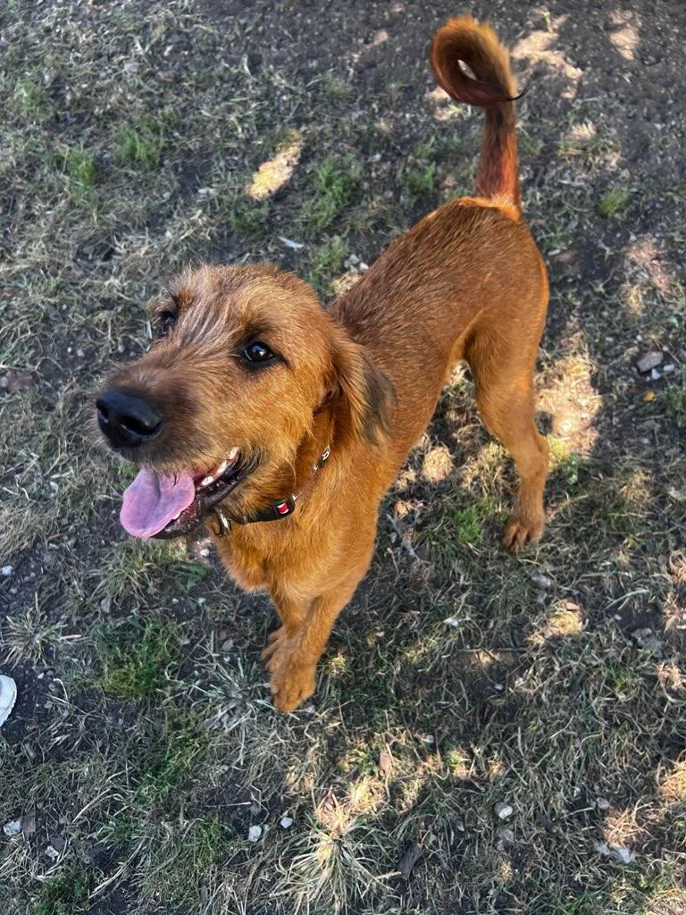 A young medium-sized female Red / Chestnut / Orange Airedale Terrier dog named Sadie for adoption in Lexington, KY