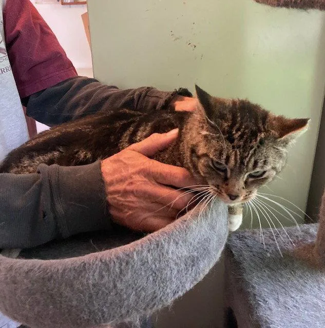 A young medium-sized female Domestic Short Hair cat named Hetta for adoption in Macedonia, OH