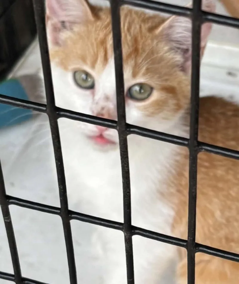 A baby medium-sized female Orange & White Domestic Short Hair cat named Ginger for adoption in Parma, OH