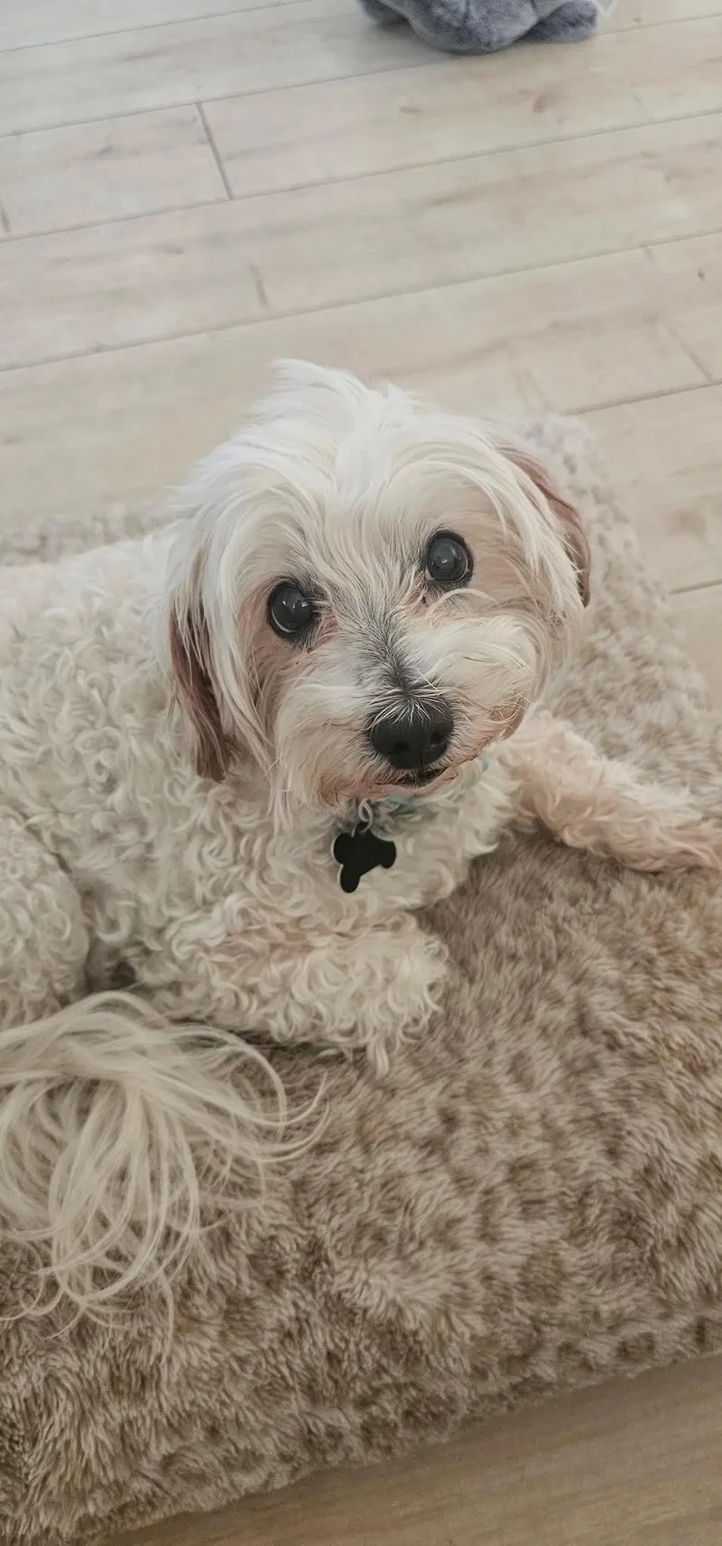 Josie