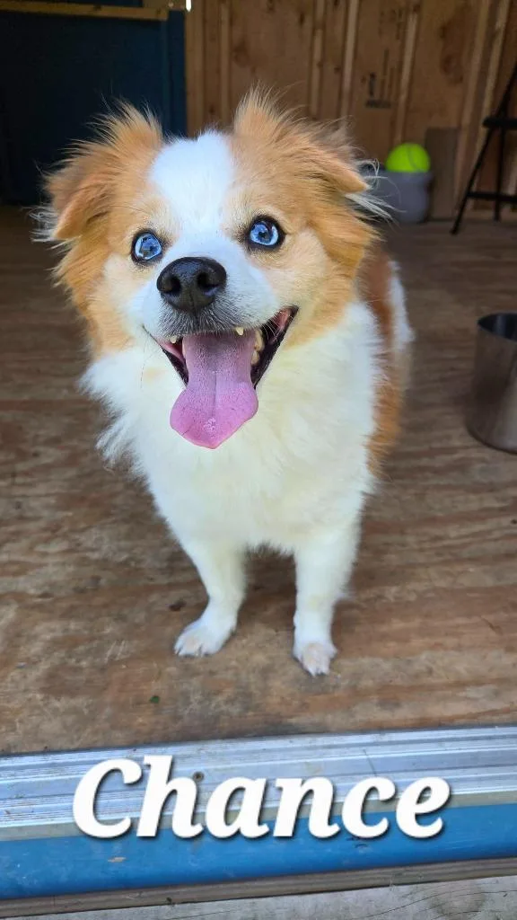 An adult small-sized male Pomeranian dog named Chance Yrly for adoption in Sidney, OH