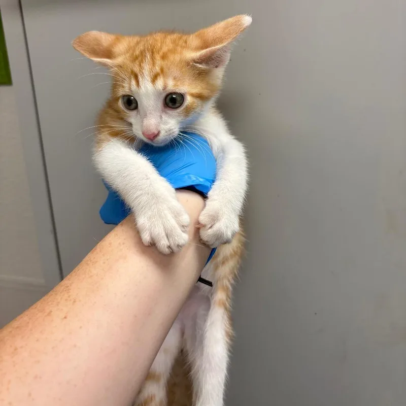 A baby small-sized male Orange / Red Domestic Short Hair cat named Rocky for adoption in Columbiana, AL