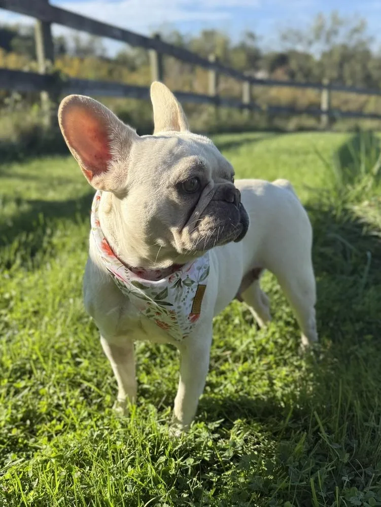 An adult small-sized female French Bulldog dog named Marigold for adoption in Columbus, OH