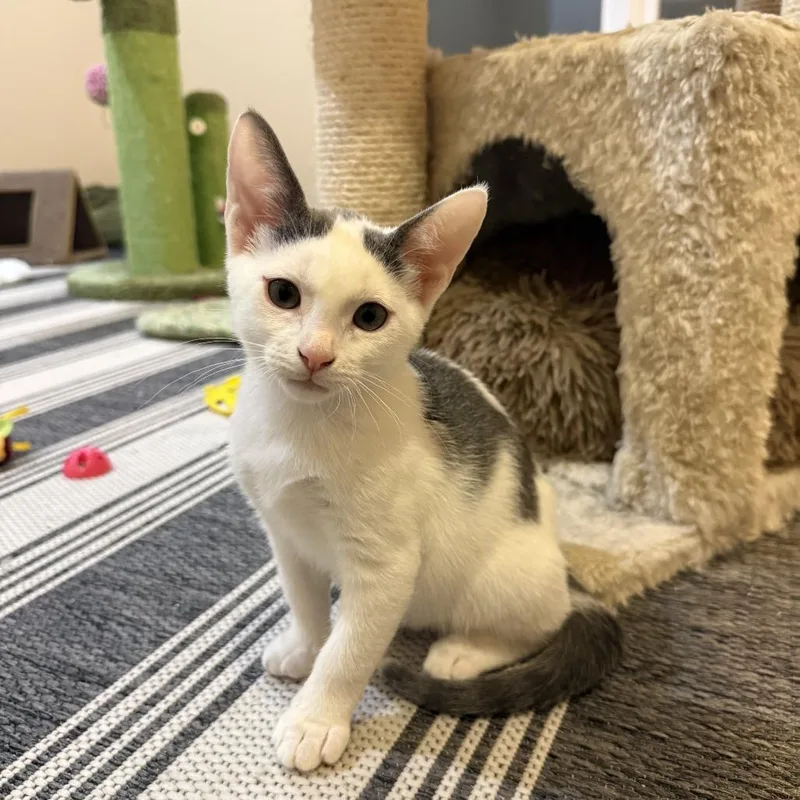 A baby small-sized male Domestic Short Hair cat named Bubba for adoption in Roswell, GA