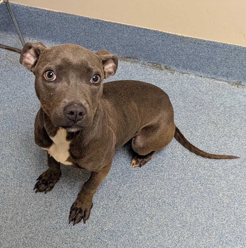 A baby medium-sized female Gray / Blue / Silver Pit Bull Terrier dog named Chong for adoption in Suffolk, VA
