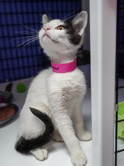 A young small-sized female Domestic Short Hair cat named Zhang for adoption in Phoenix, AZ