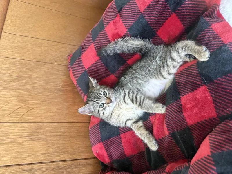 A baby small-sized female Brown / Chocolate Domestic Short Hair cat named Rosie for adoption in La Jolla, CA