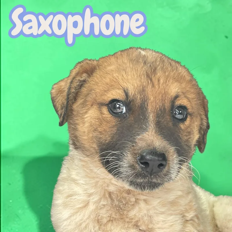 Saxophone  sweet  thumbnail 3