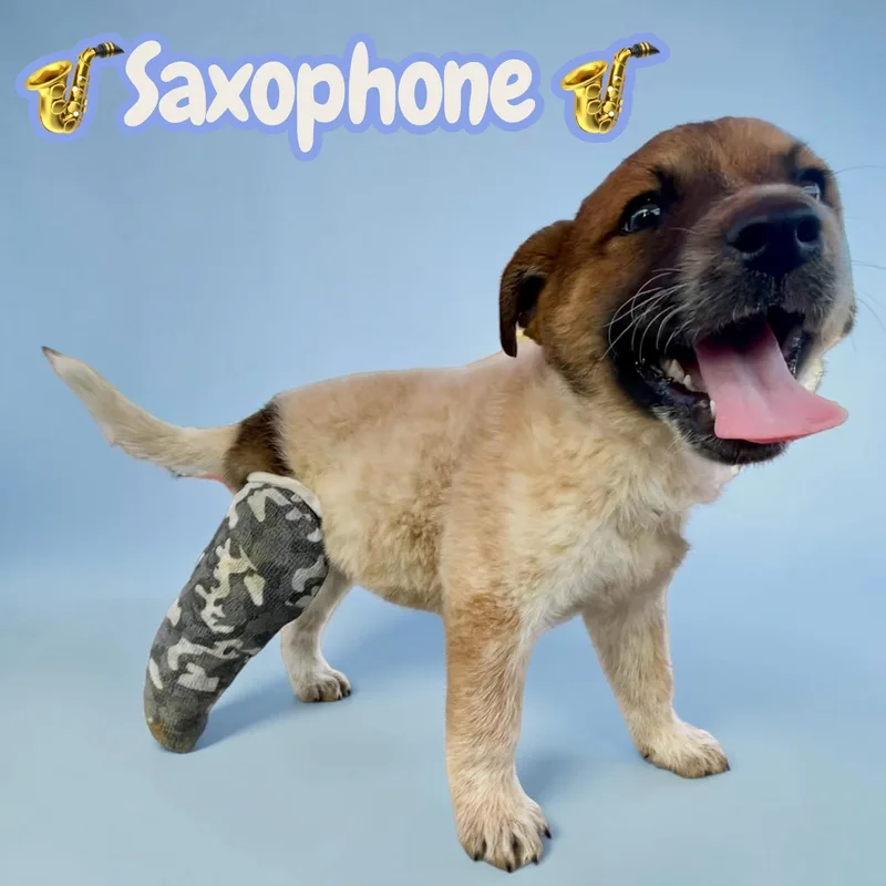 Saxophone  sweet  thumbnail 4