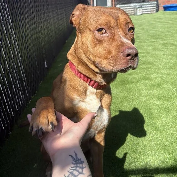 An adult large-sized male Brown / Chocolate Mixed Breed dog named Franco for adoption in Pittsburgh, PA
