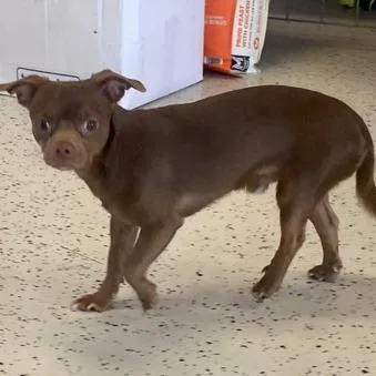 An adult small-sized male Brown / Chocolate Chihuahua dog named Sid for adoption in Erie, PA