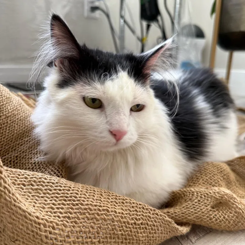 An adult small-sized female Domestic Long Hair cat named Baby for adoption in Bountiful, UT