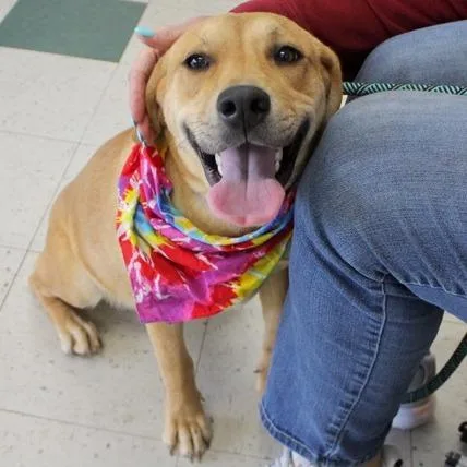 A young medium-sized female Brown / Chocolate Labrador Retriever dog named Lorelai for adoption in Birmingham, AL