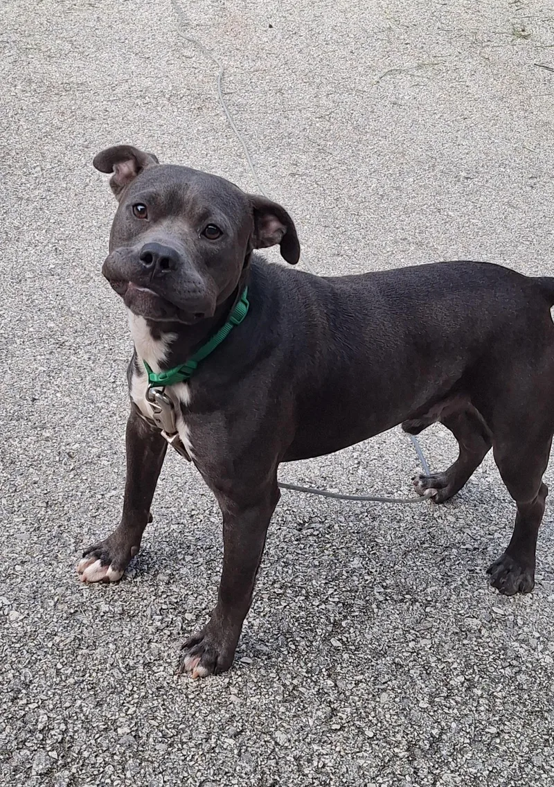 A young medium-sized male American Staffordshire Terrier dog named Astro for adoption in Stanton, KY