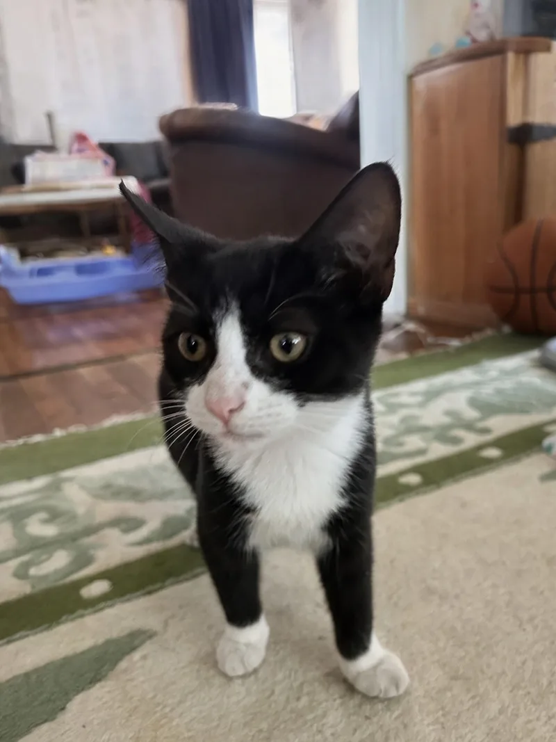 An adult medium-sized female Domestic Short Hair cat named Sox for adoption in Wilmington, NC