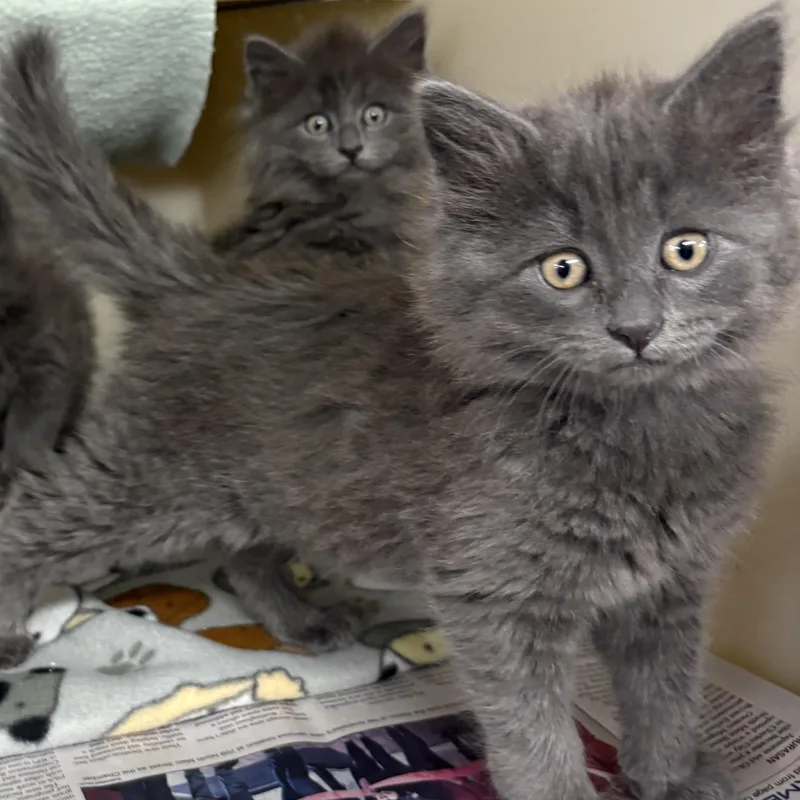 A baby medium-sized female Gray / Blue / Silver Domestic Long Hair cat named Nickel for adoption in Charles City, IA