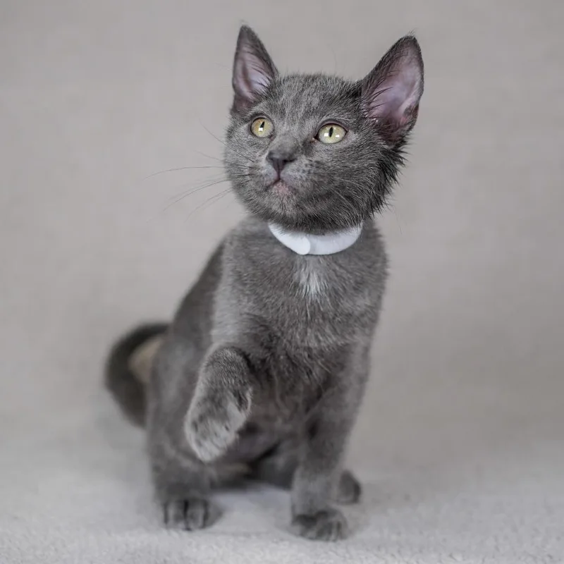 A baby small-sized female Gray / Blue / Silver Domestic Short Hair cat named Trifle for adoption in Sunnyvale, CA