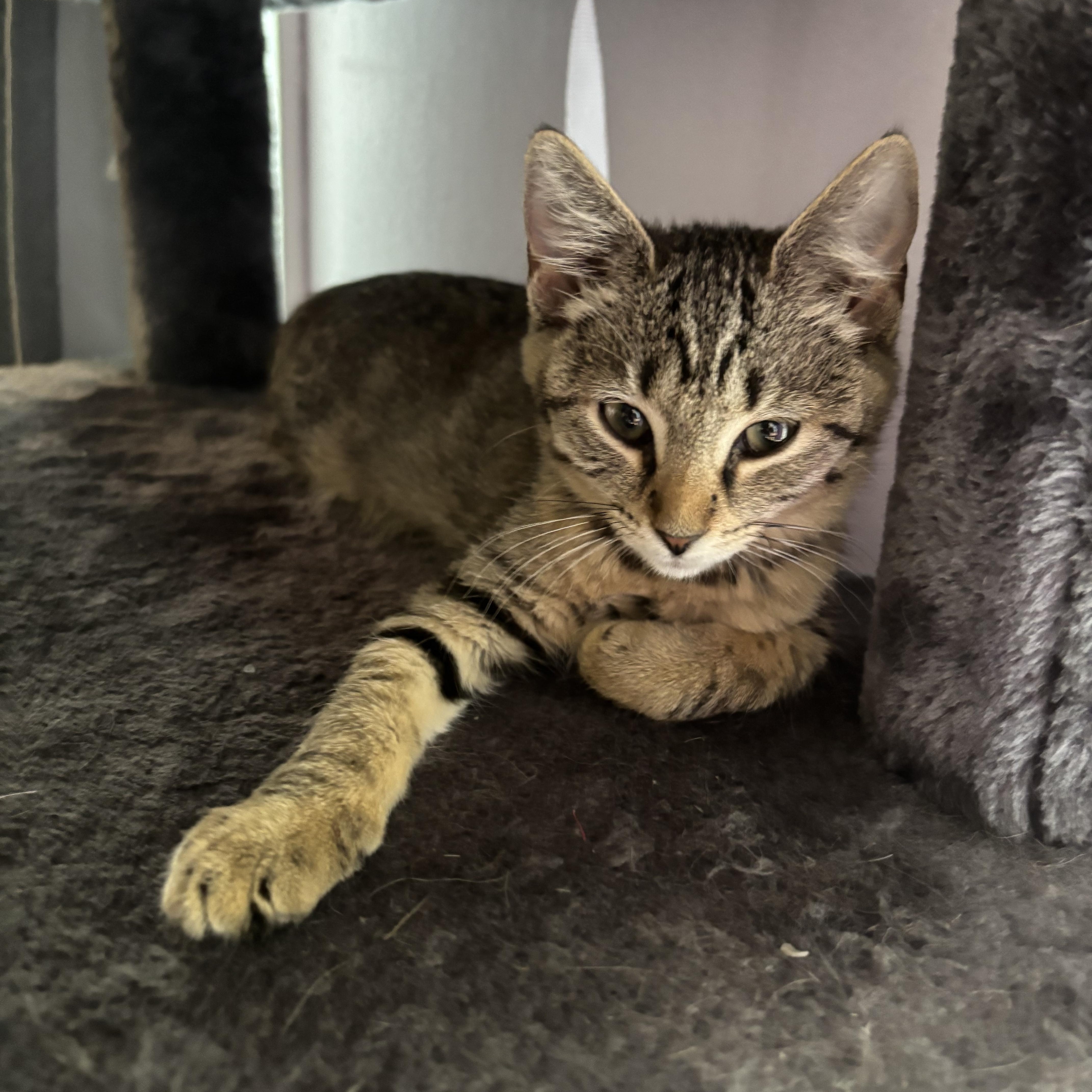 A baby medium-sized female Tabby (Brown / Chocolate) Domestic Short Hair cat named Ellie for adoption in York, PA