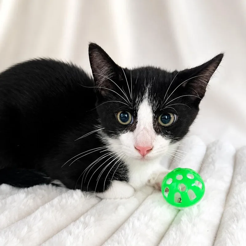 A baby small-sized male Black Domestic Short Hair cat named Marshall for adoption in Hopkinton, MA