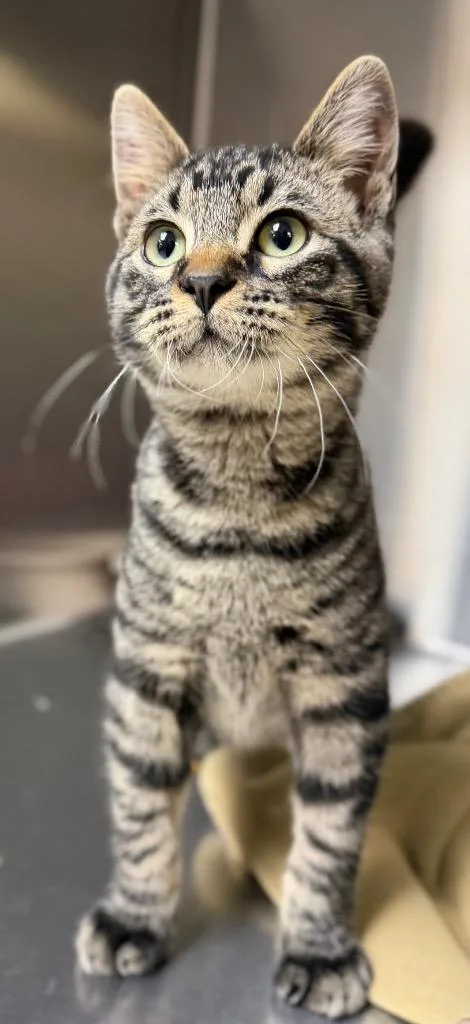 A baby small-sized male Tabby (Brown / Chocolate) Domestic Short Hair cat named Edgar for adoption in Columbus, NE
