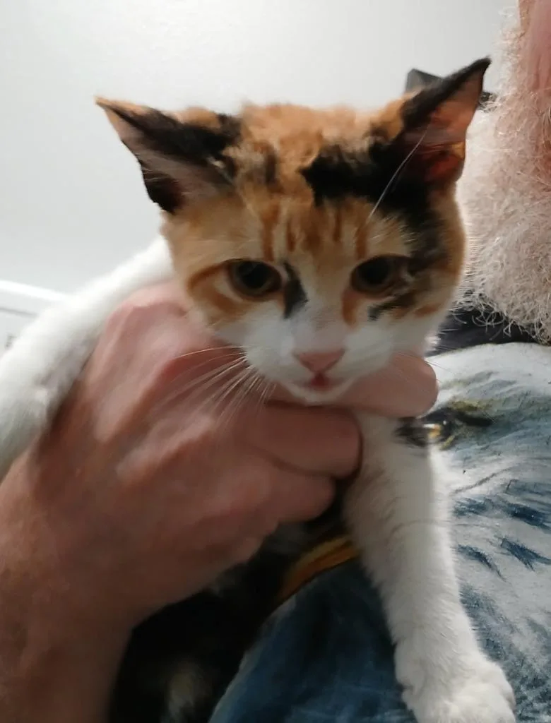 A young medium-sized female Domestic Short Hair cat named Jackie O for adoption in Richland Hills, TX