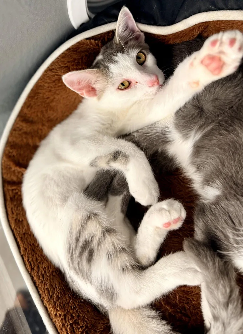 A young medium-sized female Domestic Short Hair cat named Gypsy for adoption in Saint Cloud, FL