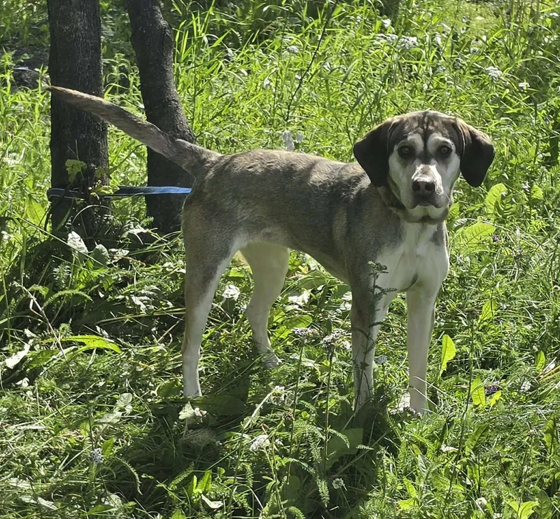 An adult medium-sized female Hound dog named Cocobean for adoption in Anchorage, AK