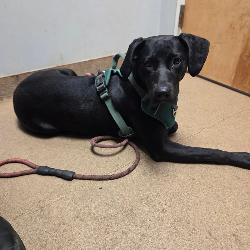 An adult medium-sized female Black Mixed Breed dog named Grayson for adoption in Chattanooga, TN