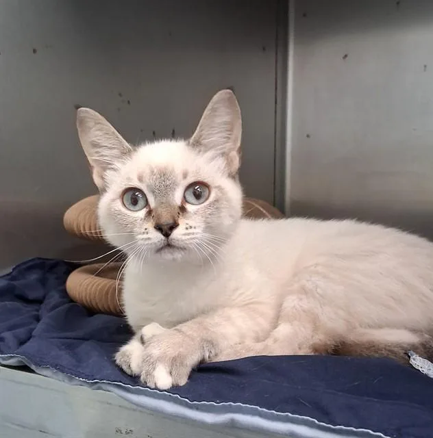 A baby small-sized female Domestic Short Hair cat named Tyla for adoption in Fort Walton Beach, FL