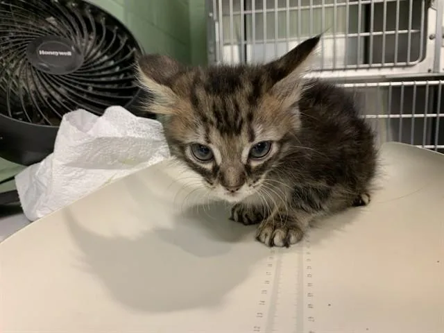 A baby small-sized female Domestic Long Hair cat named A for adoption in Grand Prairie, TX