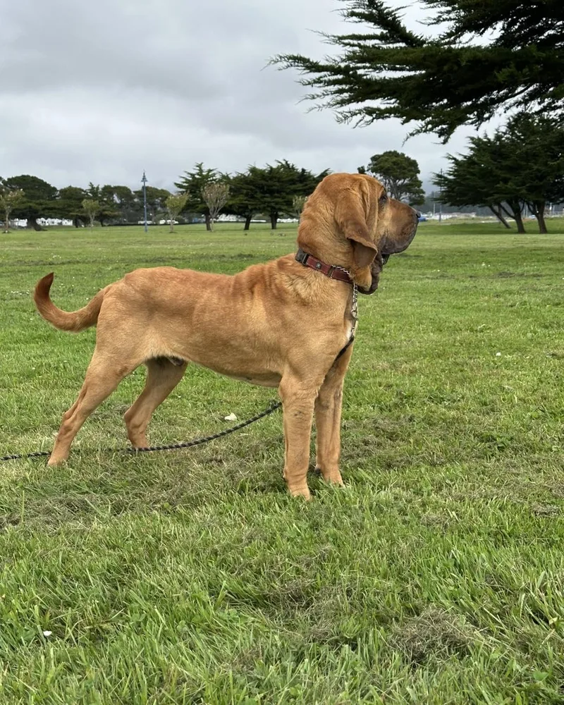 An adult large-sized male Yellow / Tan / Blond / Fawn Bloodhound dog named Titus for adoption in Crescent city, CA