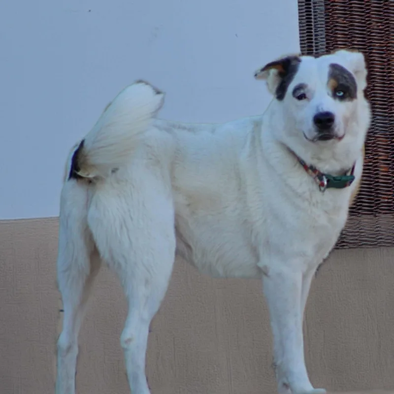 Casey thumbnail 4