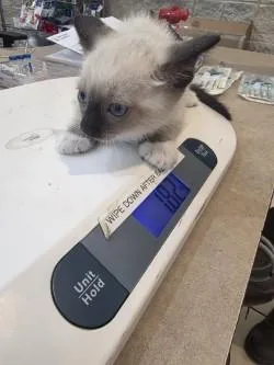 A baby small-sized male Domestic Short Hair cat named Supra for adoption in Farmers Branch, TX