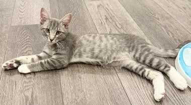 A baby medium-sized male Tabby (Gray / Blue / Silver) Domestic Short Hair cat named Linus W for adoption in North Highlands, CA