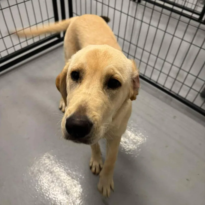 A young medium-sized female Yellow / Tan / Blond / Fawn Yellow Labrador Retriever dog named Lizzie for adoption in Rocky Mount, VA