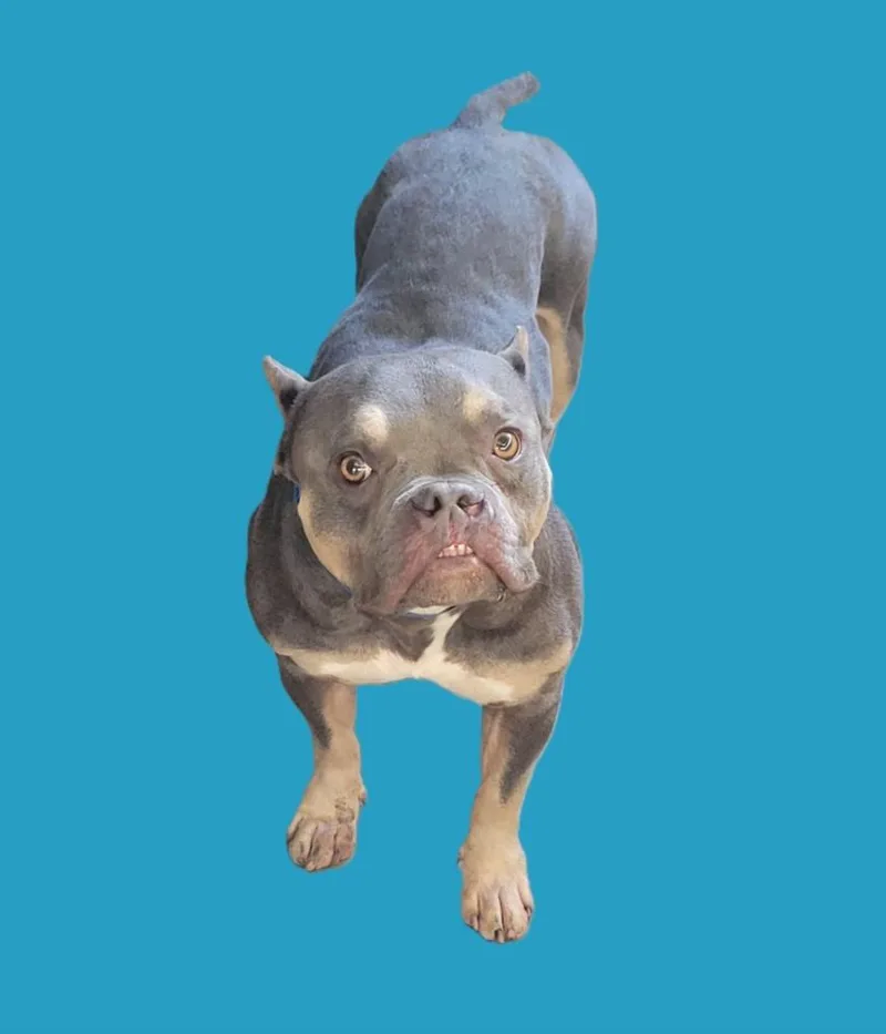 A young small-sized male French Bulldog dog named Striker for adoption in Van Nuys, CA