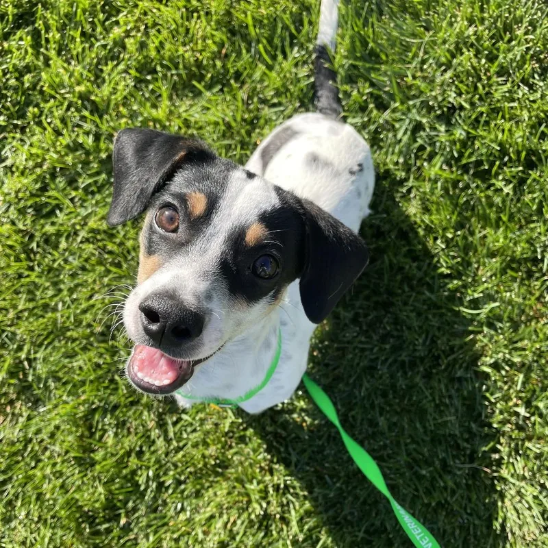 A baby small-sized male White / Cream Terrier dog named Porter for adoption in Cashmere, WA