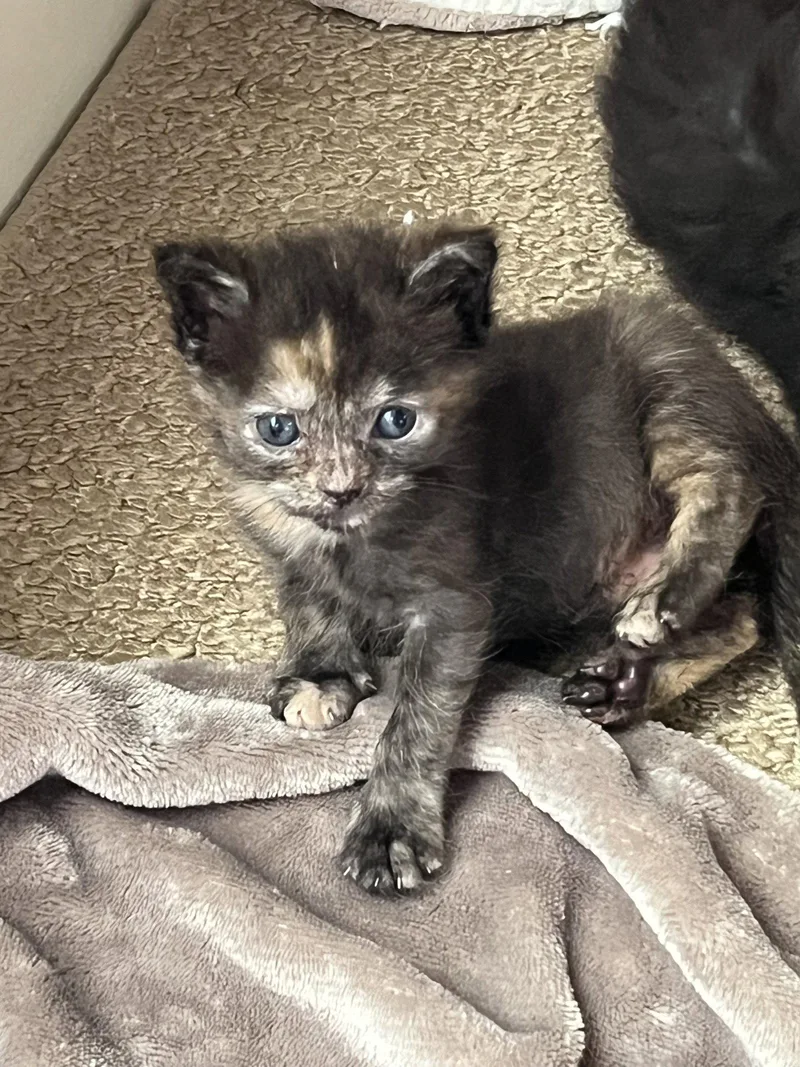 A baby small-sized female Domestic Short Hair cat named Muffin for adoption in Horn Lake, MS