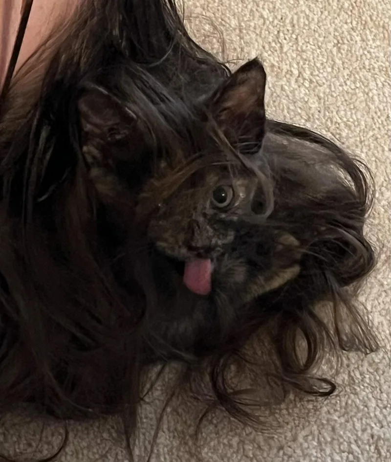 Muffin thumbnail 3