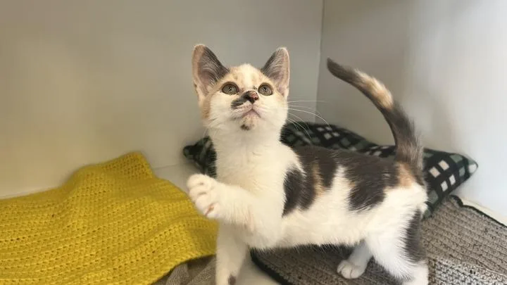 A baby medium-sized female Dilute Calico Domestic Short Hair cat named Deni for adoption in Chestertown, MD