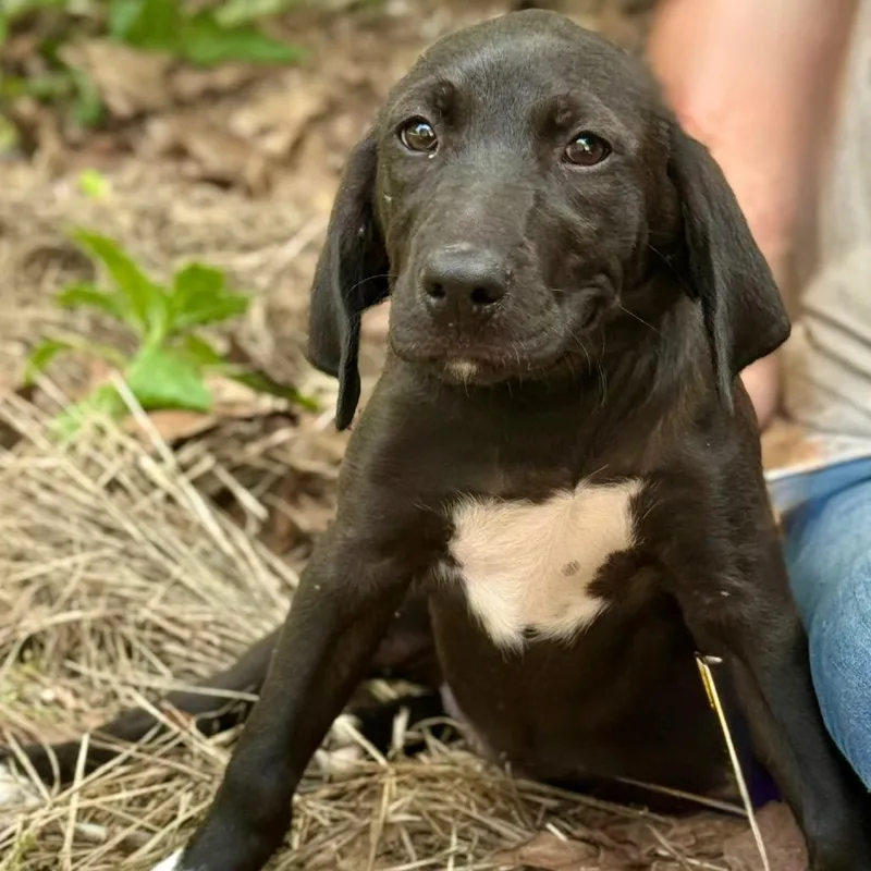 A baby medium-sized female Black Mountain Cur dog named Molly for adoption in Lucedale, MS