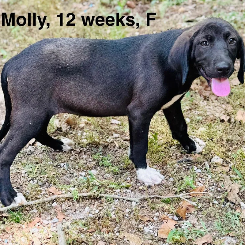 Molly thumbnail 3