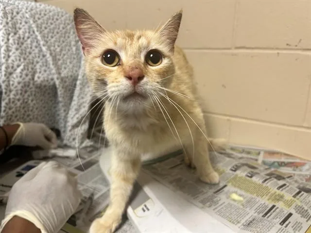 A young small-sized male Domestic Short Hair cat named Lychee for adoption in Ocala, FL