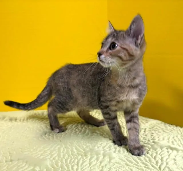 A baby medium-sized female Tabby (Gray / Blue / Silver) Domestic Short Hair cat named Memorial Day for adoption in Hawk Point, MO