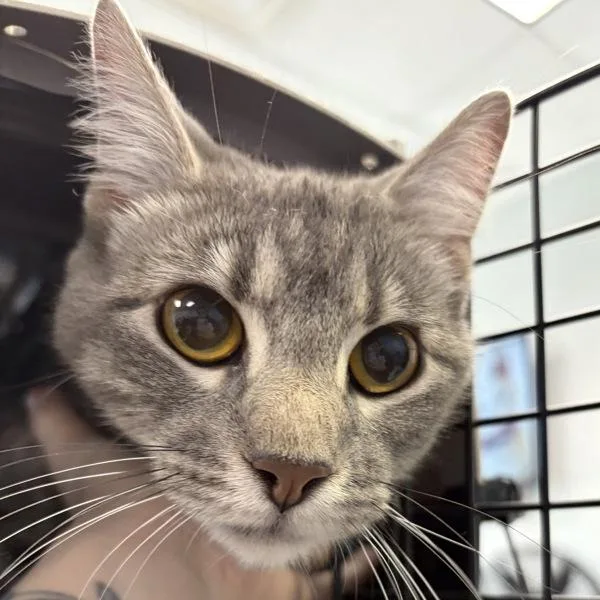 An adult medium-sized female Domestic Short Hair cat named Ella for adoption in Des Moines, IA