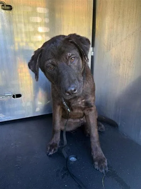A young medium-sized female American Staffordshire Terrier dog named Millie for adoption in San Antonio, TX