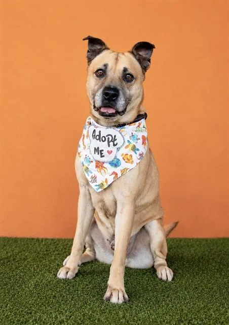 An adult large-sized male German Shepherd Dog dog named Melo for adoption in Miami, FL