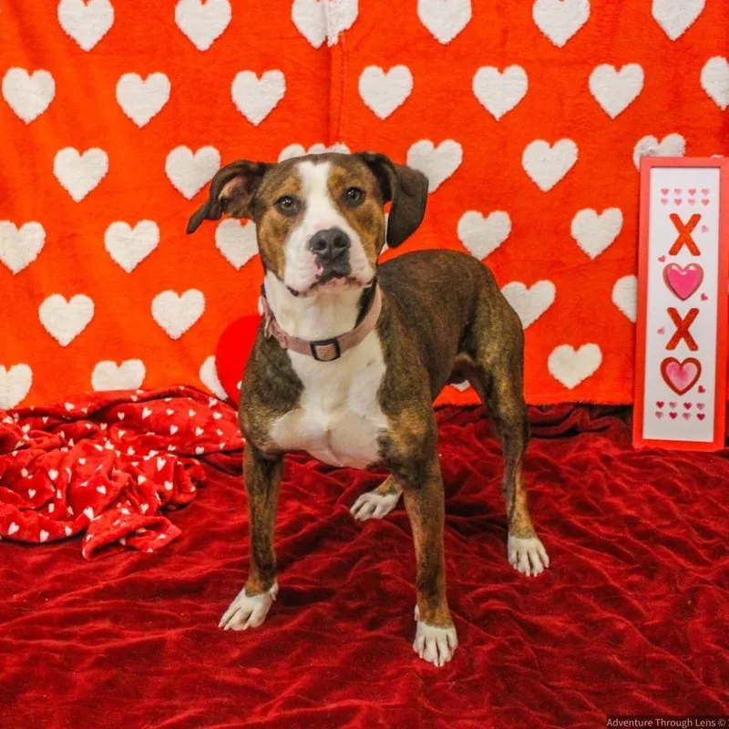 A young medium-sized male Brown / Chocolate Mixed Breed dog named Courage for adoption in Charleston, WV