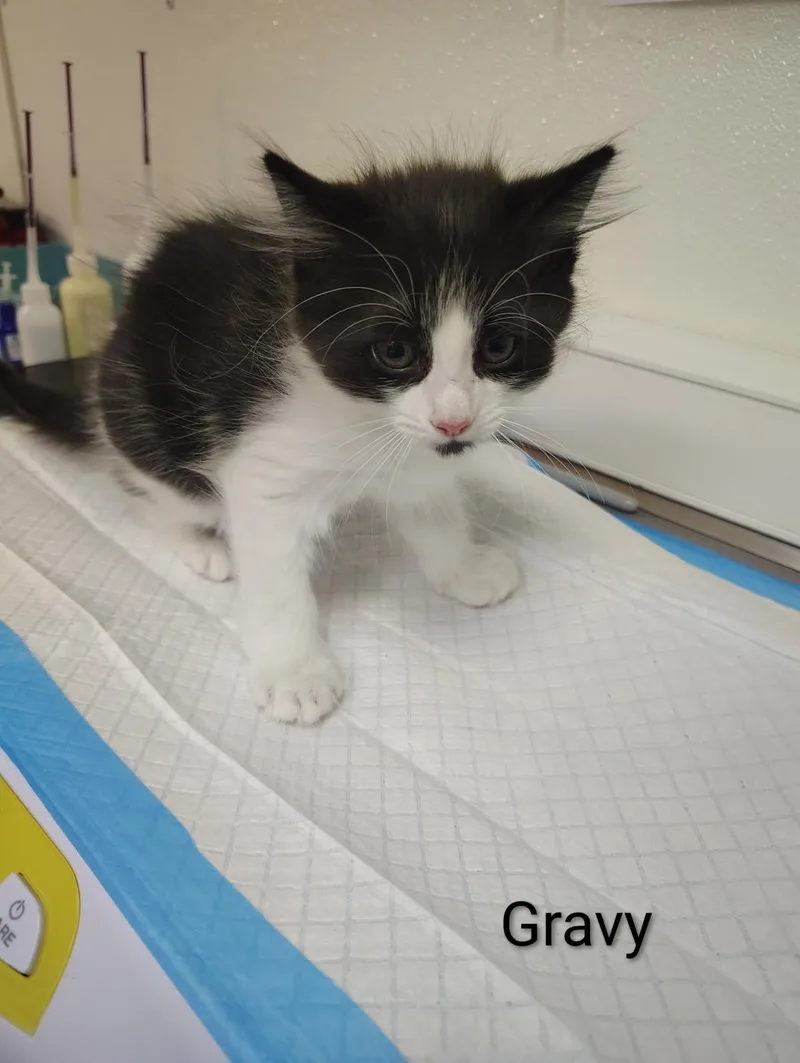 Gravy thumbnail 3
