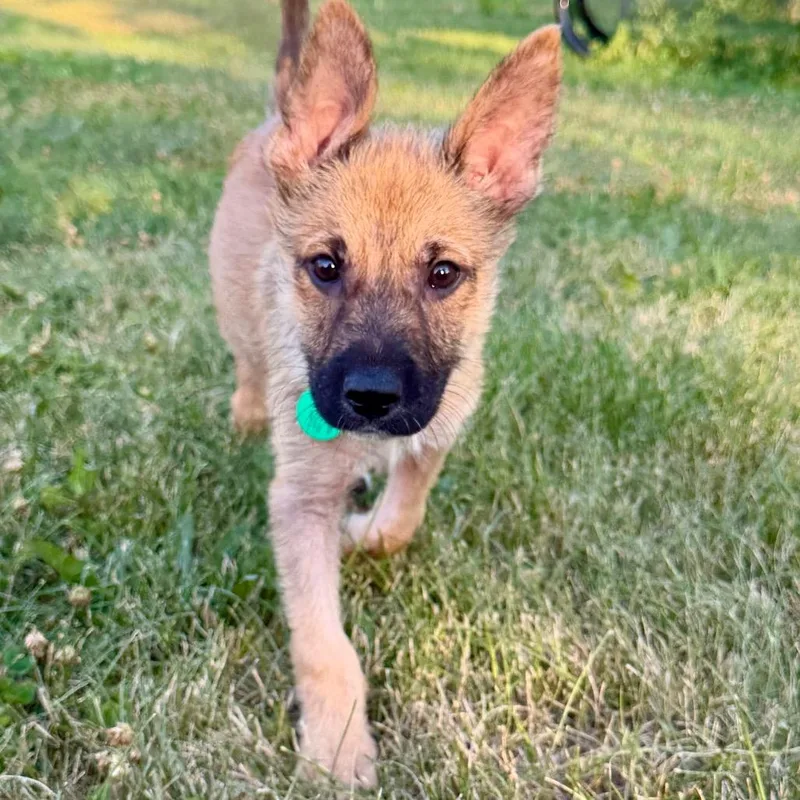 A baby small-sized male Yellow / Tan / Blond / Fawn Mixed Breed dog named Salami for adoption in Buffalo, MN